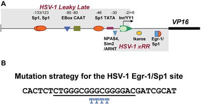 Targeted Promoter Replacement Reveals That Herpes Simplex Virus Type-1 and 2 Specific VP16 Promoters Direct Distinct Rates of Entry Into the Lytic Program in Sensory Neurons in vivo